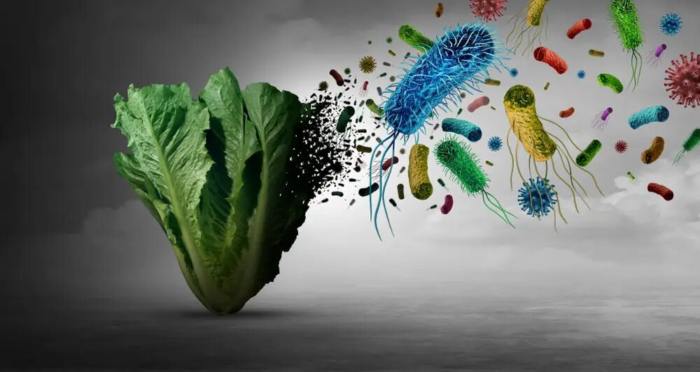 شیوع بیماری انگلی ناشی از مصرف کاهو در آمریکا: راههای پیشگیری و اهمیت شستشو