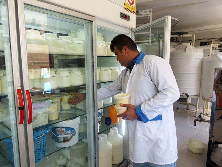 آیا جوشاندن شیر، آفلاتوکسین را از بین میبرد؟ نکاتی مهم درباره ایمنی مصرف